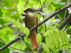 Onychorhynchus coronatus