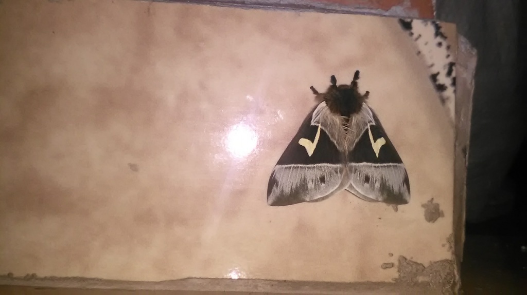 Dirphia abhorca