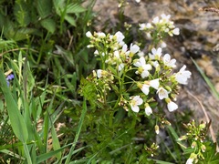 Cardamine amara