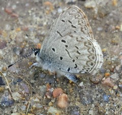 Celastrina echo sidara