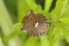 Dyroderes umbraculatus