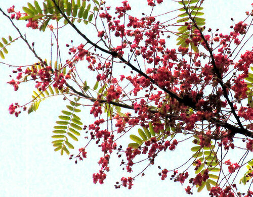 Pink Shower Tree