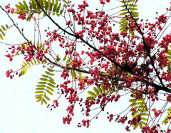 Pink Shower Tree