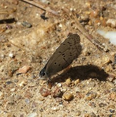 Celastrina echo sidara