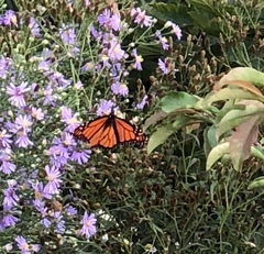 Danaus plexippus