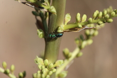 Augochlora aurifera