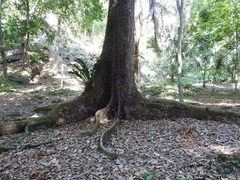 Swietenia macrophylla