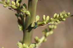 Augochlora aurifera