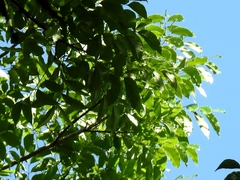 Swietenia macrophylla