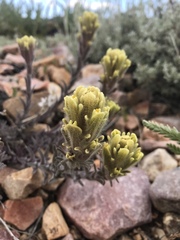 Castilleja cinerea