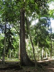 Swietenia macrophylla