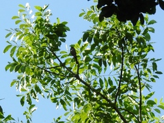 Swietenia macrophylla