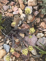 Castilleja cinerea