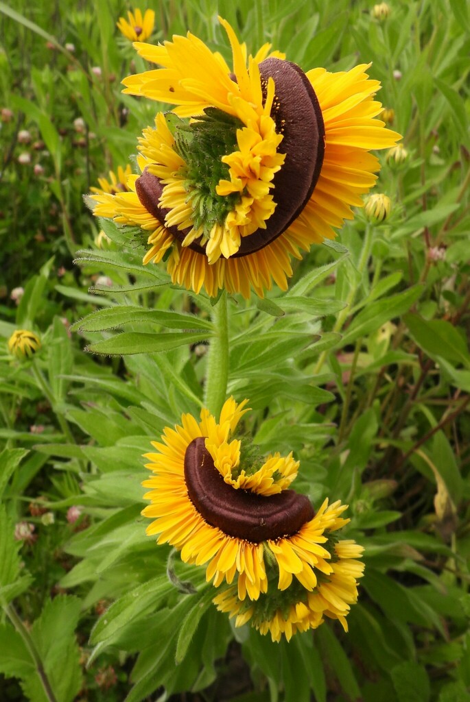 Rudbeckia hirta flower with dark cone