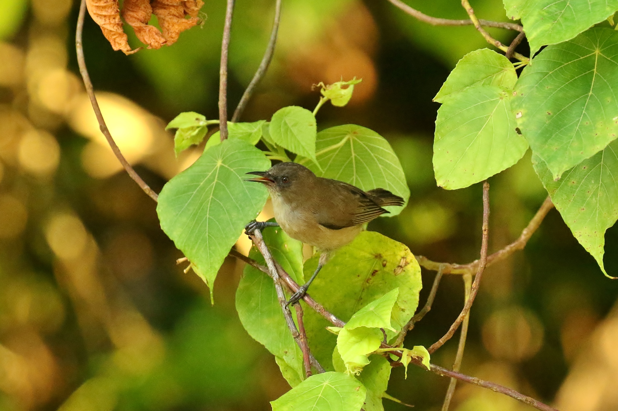 Dusky White-eye illustration