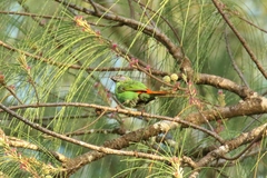 Erythrura trichroa pelewensis