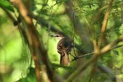 Edolisoma tenuirostre monacha