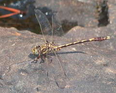 Progomphus obscurus
