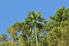 Hydriastele palauensis