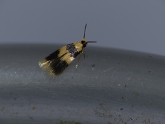 Stigmella nigriverticella