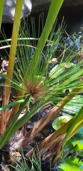 Cyperus papyrus