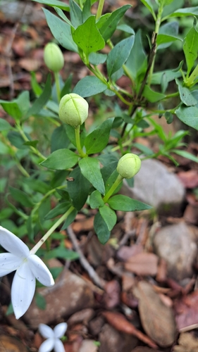 Bouvardia longiflora, photograph 6