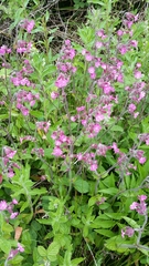 Silene dioica