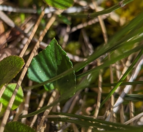 Image of Viola nephrophylla by (c) Caleb Catto, some rights reserved (CC BY)
