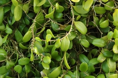 Bulbophyllum clandestinum