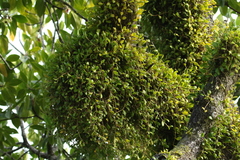Bulbophyllum clandestinum