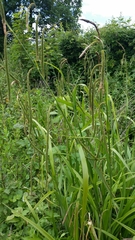 Carex pendula