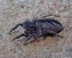 Pellenes peninsularis