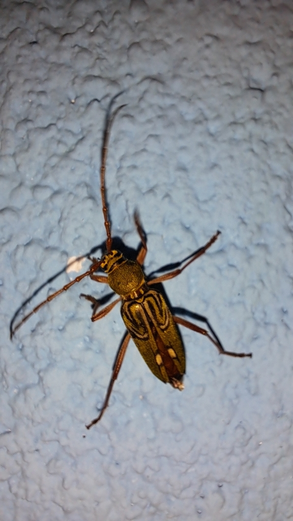 Trichoxys labyrinthicus