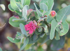 Arctostaphylos hooveri