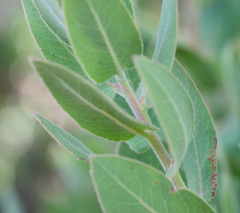 Arctostaphylos hooveri
