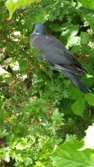Columba palumbus