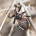 Apiomerus californicus - Photo (c) Tony Iwane,  זכויות יוצרים חלקיות (CC BY-NC), הועלה על ידי Tony Iwane