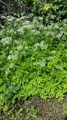 Aegopodium podagraria