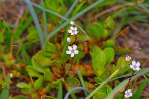 Limewater brookweed (Samolus ebracteatus)