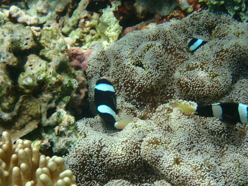 Clark's Anemonefish, Raja Ampat Regency, West Papua, Indonesia, photo 10 of 10