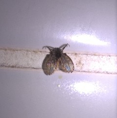Clogmia albipunctata