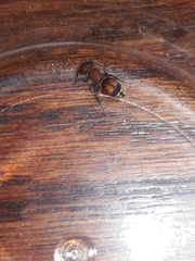 Pseudomethoca simillima