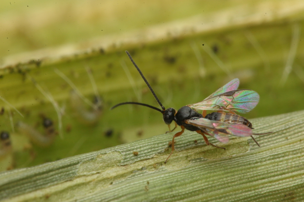 Cotesia marginiventris