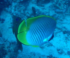 Chaetodon adiergastos