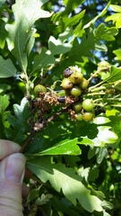 Andricus grossulariae