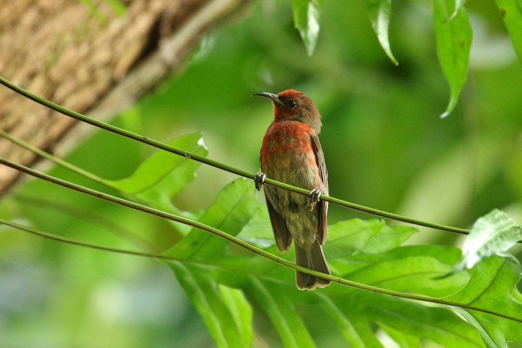 Micronesian Myzomela