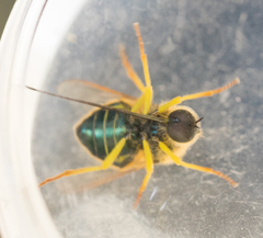 Eulonchus smaragdinus