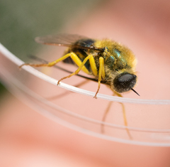 Eulonchus smaragdinus