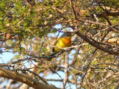 Telophorus sulfureopectus