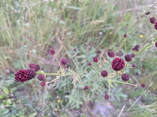 Great burnet